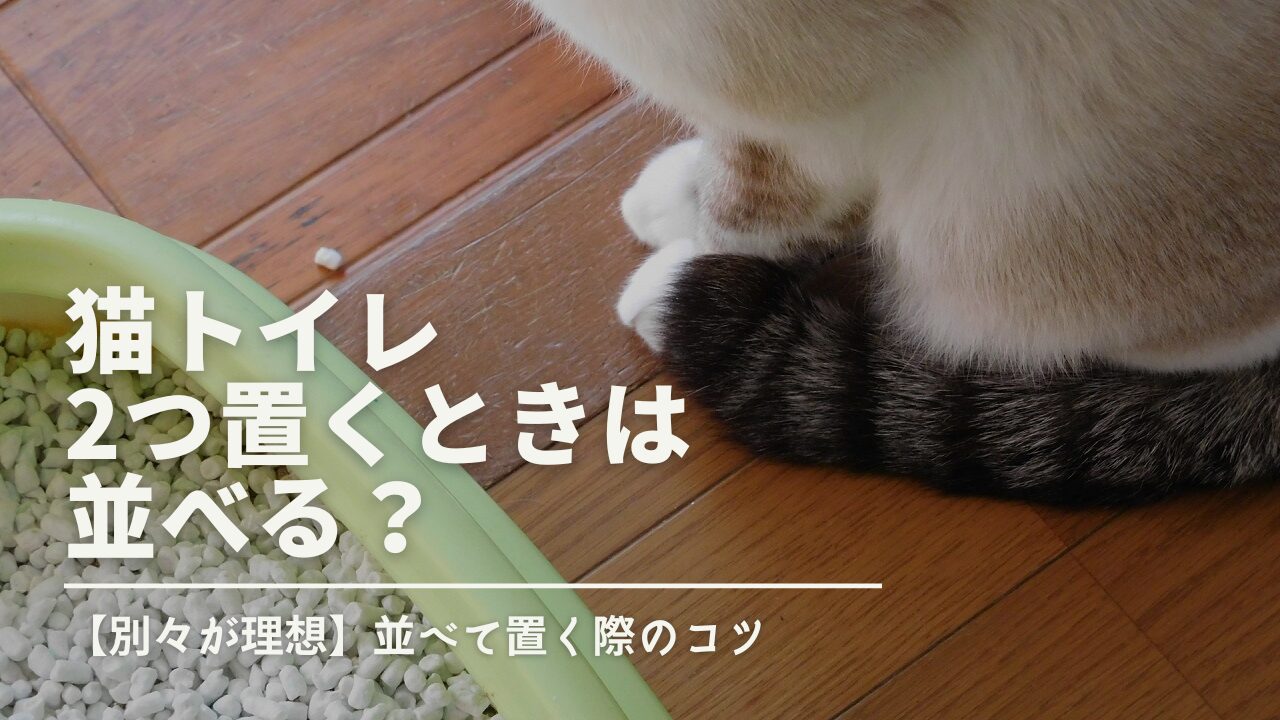 猫トイレ2つ置くときは並べる？【別々が理想】並べて置く際のコツ