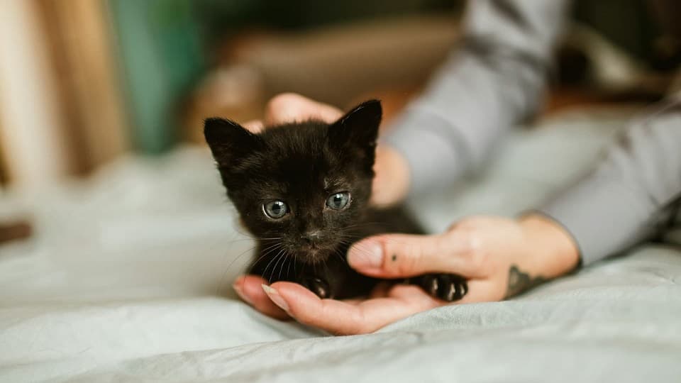 珍しい?ペットショップにいない?黒猫との出会い方