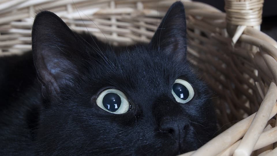 人懐っこい?頭がいい?黒猫の基本的な性格的傾向