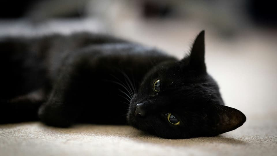 黒猫のオスはべったり甘えん坊?メスとの性格傾向の違い