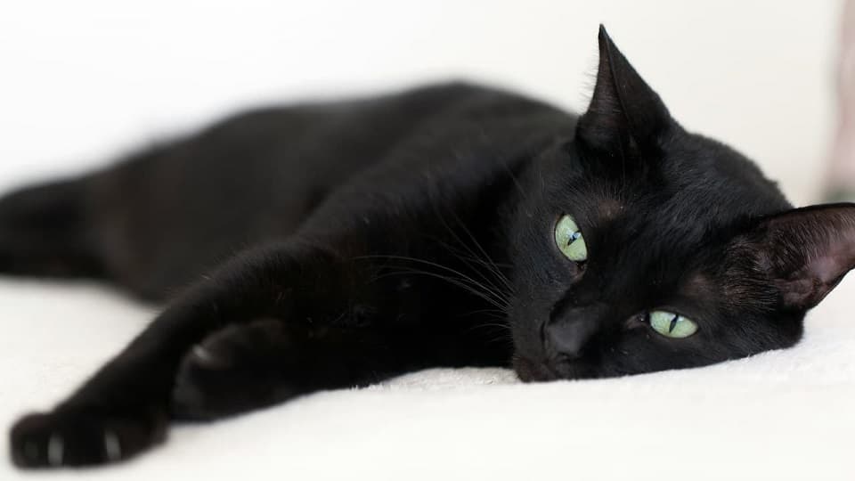 黒猫の性格がきついと言われるのはなぜ?気になる噂の真相を徹底解説