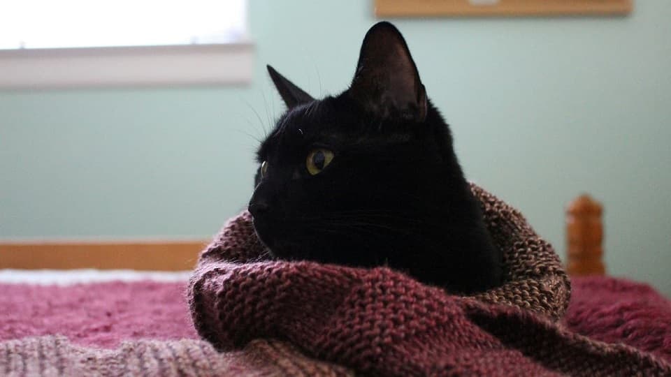 黒猫は性格がきついは誤解!個性を理解して最高のパートナーになる秘訣