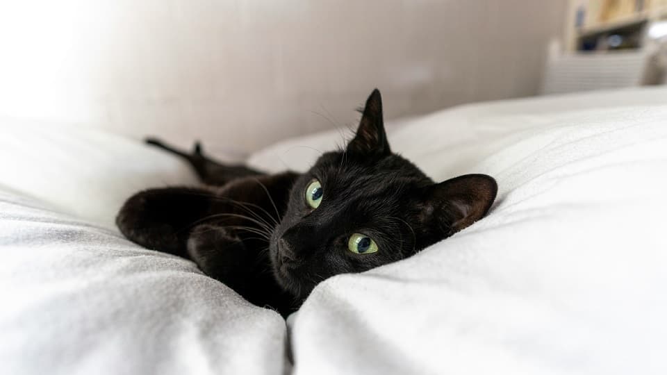 黒猫は優しい・いい子すぎるは本当?世間のリアルな声