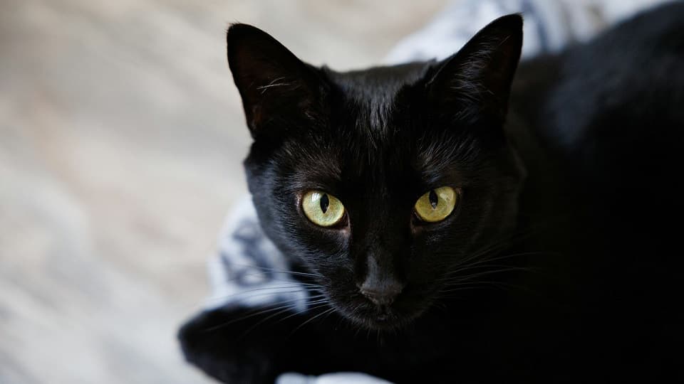 黒猫のオスはでかい?性別ごとの平均体重と性格との関連性