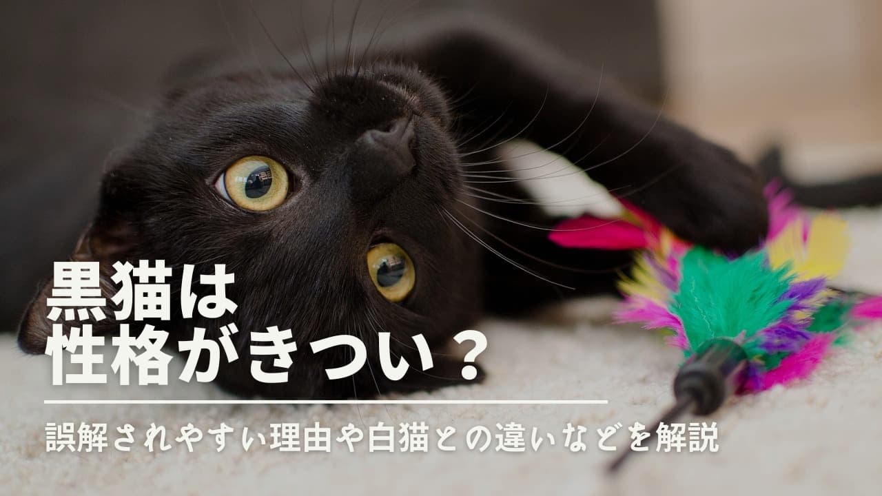 黒猫は性格がきつい？誤解されやすい理由や白猫との違いなどを解説