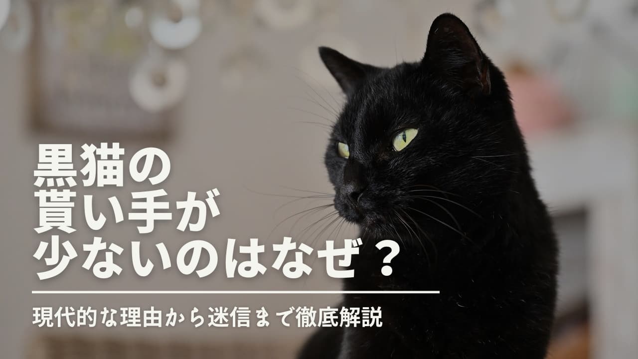 黒猫の貰い手が少ないのはなぜ？現代的な理由から迷信まで徹底解説