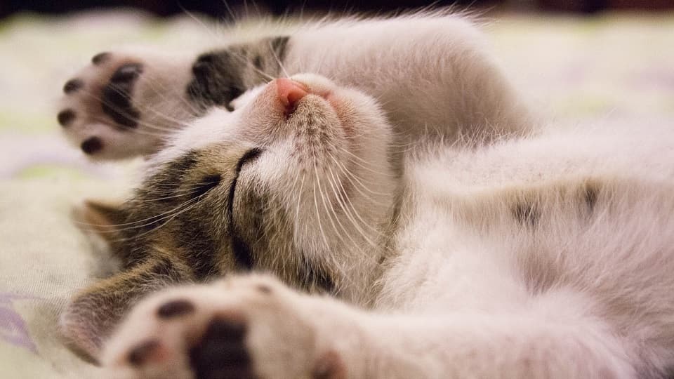柄で性格は決まらない?性格形成に影響を与える環境要因とは