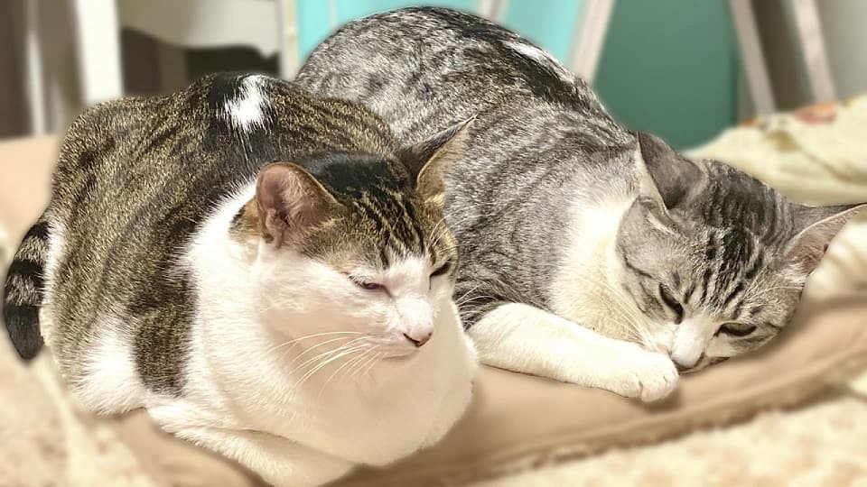 キジ白とサバ白の見た目の違い:模様の特徴を解説