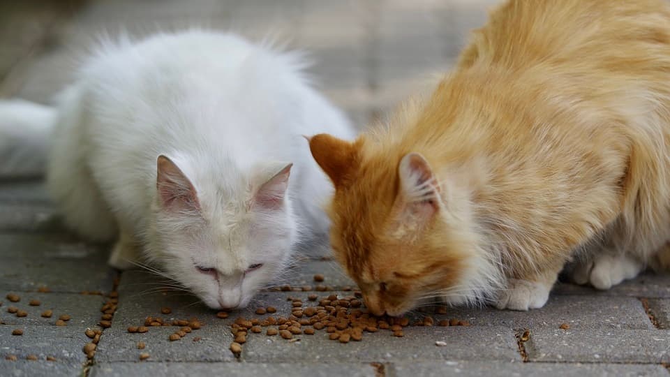 野良猫の餌やりがダメな理由