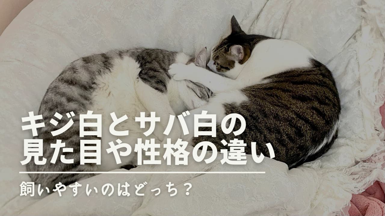 キジ白とサバ白の見た目や性格の違いを解説！飼いやすいのはどっち？