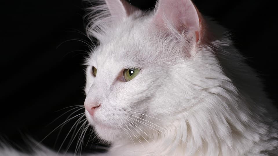 白猫という括りではなく品種による性格の違い