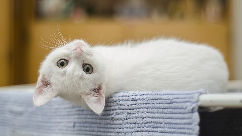 性格悪いは誤解！白猫と仲良く暮らすためのコツ