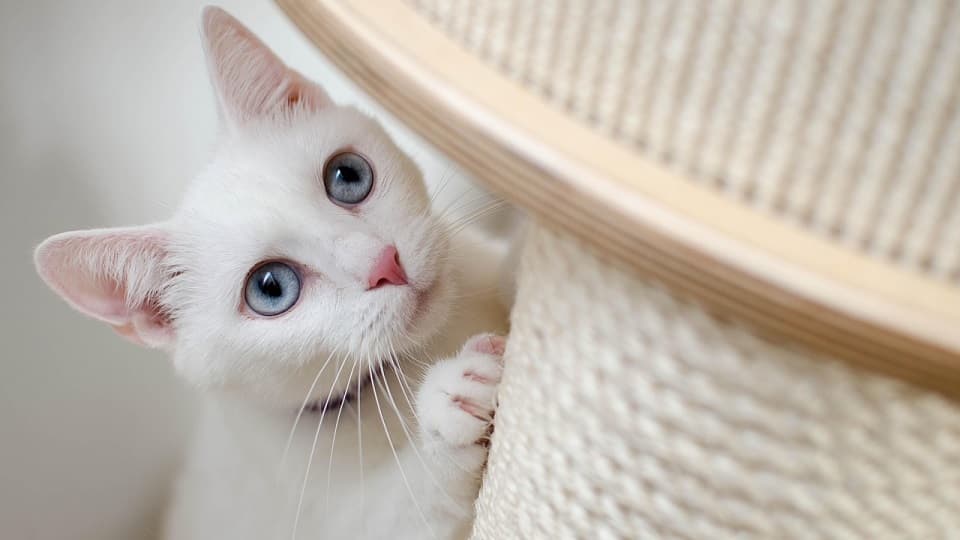 白猫が安心できる空間づくりのポイント