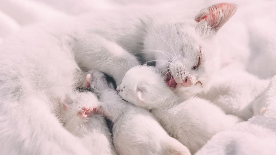 白猫の性格は遺伝的要因と環境要因の両方が関与する