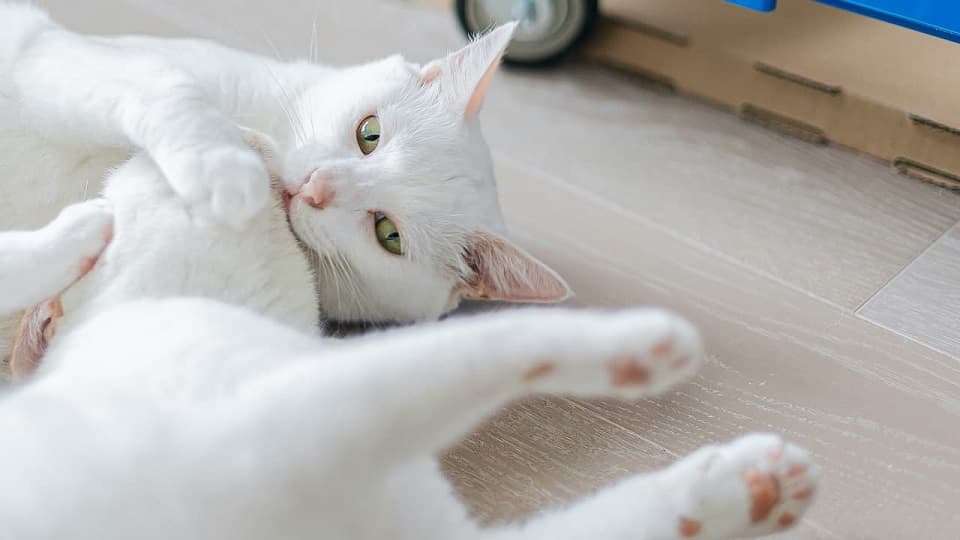 白猫は性格悪いのか？性格がきついと言われる理由