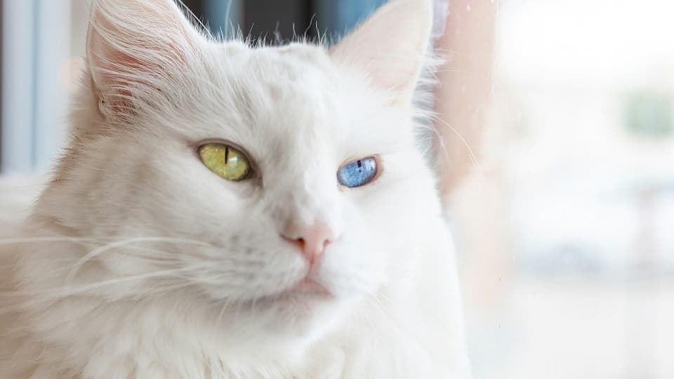 白猫の性格が悪いと感じる原因