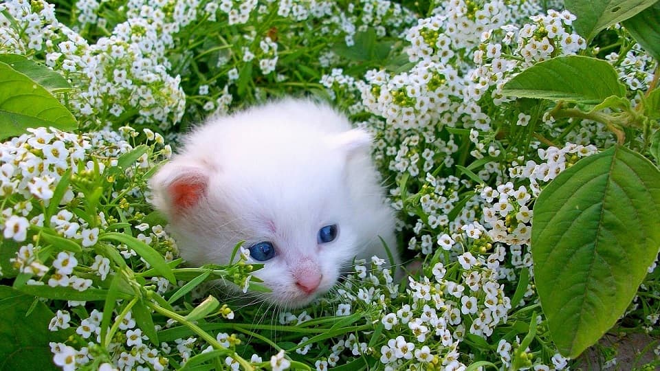 白猫の性格は年齢とともに変わる？