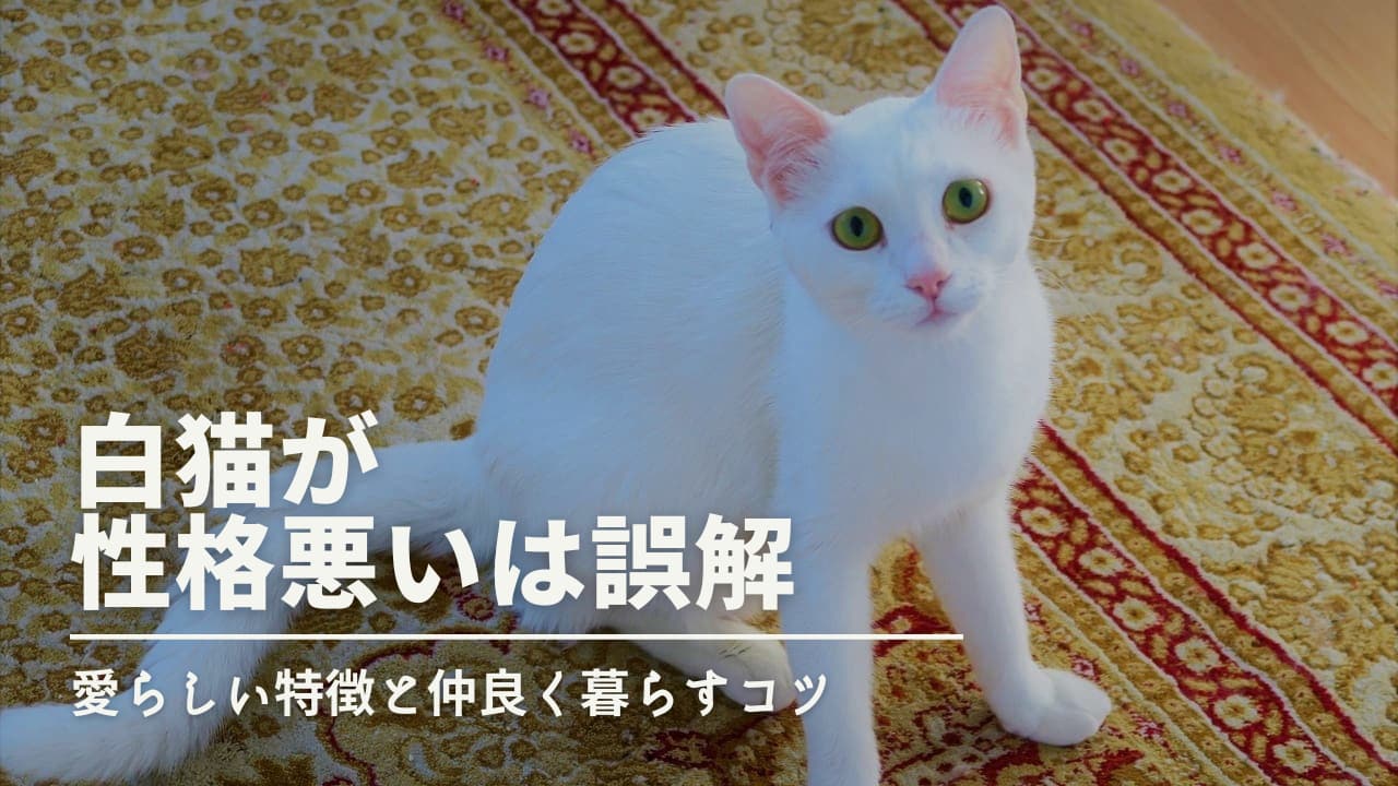 白猫が性格悪いは誤解｜実は愛らしい5つの特徴と仲良く暮らすコツ