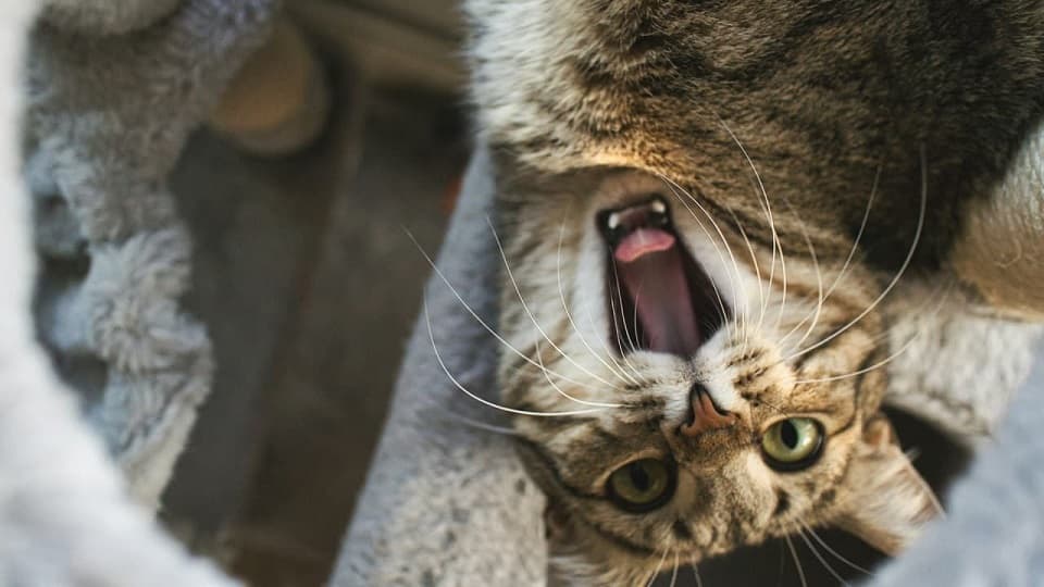お腹見せるけど触ると噛む猫の行動の意味