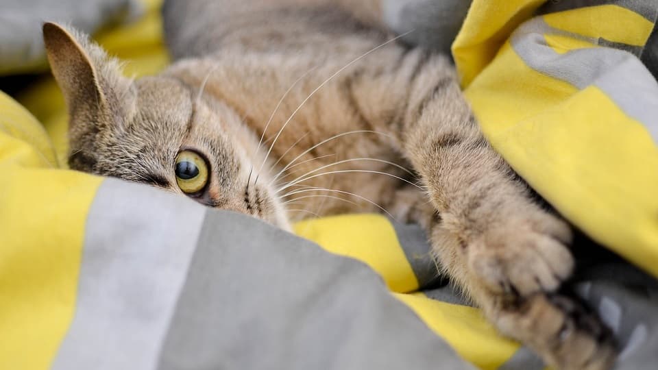 二匹飼いする前に:一匹で暇そうな猫のために飼い主ができること
