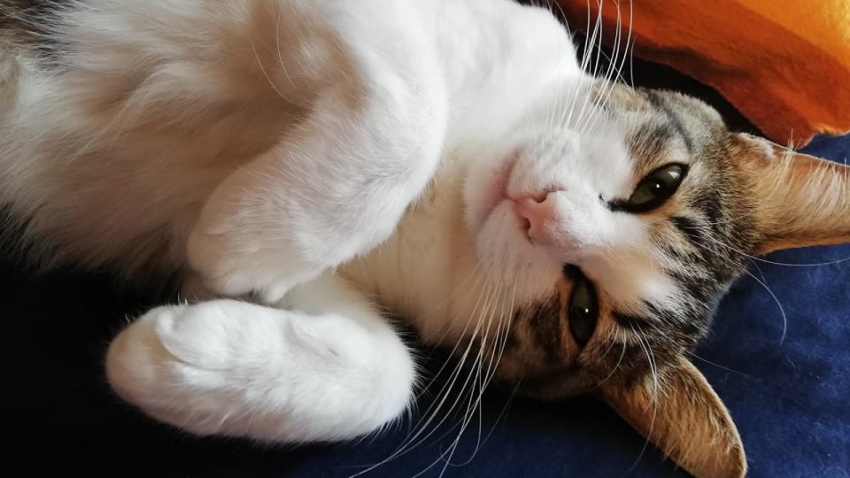 猫がお腹を撫でて欲しがるサインと喜ぶ応え方