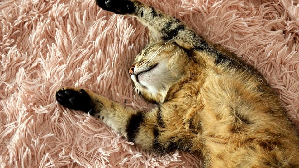 猫がお腹見せるのは信頼の証？それとも服従？