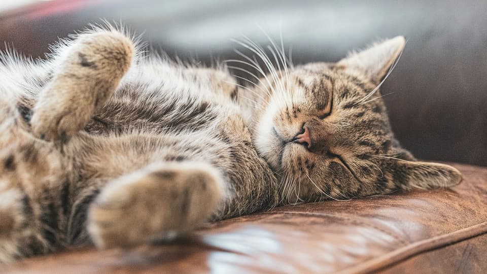 お腹撫でると寝る猫は安心度が高いの？