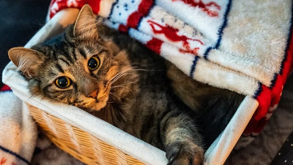ふわふわが嫌いで、硬いところで寝るのが好きな猫の寝床づくりのヒント