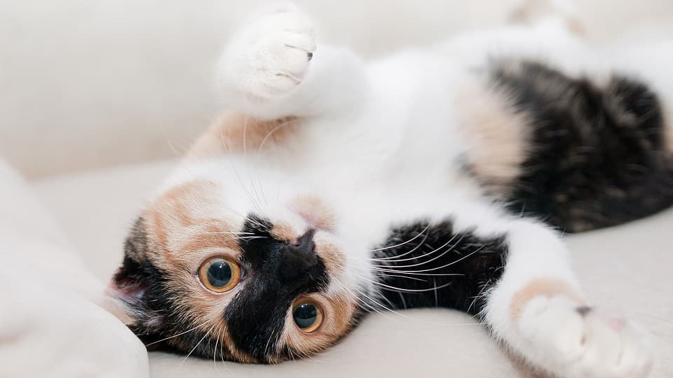 初対面の猫がお腹見せるのは脈ありサイン？