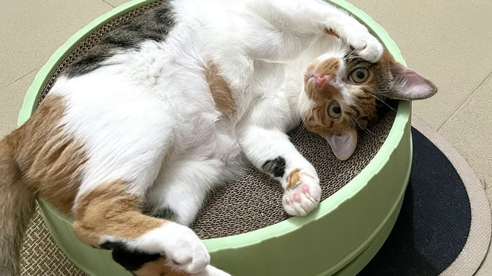クッションに乗らない!「硬いベッド」という選択肢
