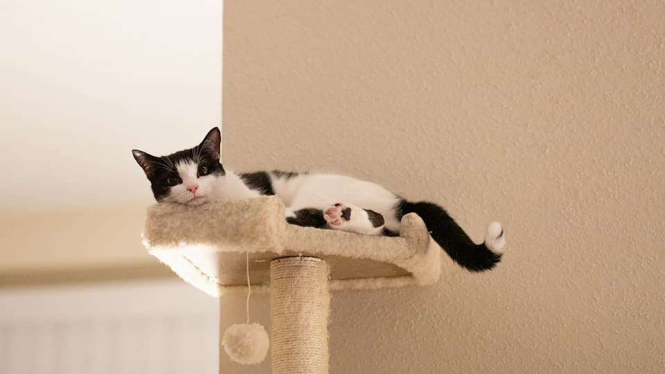留守番が多い場合に猫が快適に過ごすための工夫