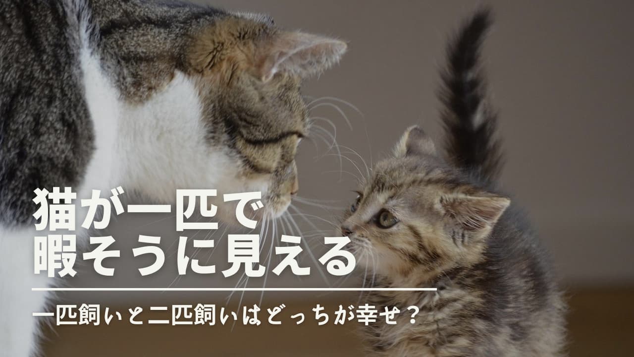 猫が一匹で暇そう？一匹飼いと二匹飼いを徹底比較！幸せなのはどっち？