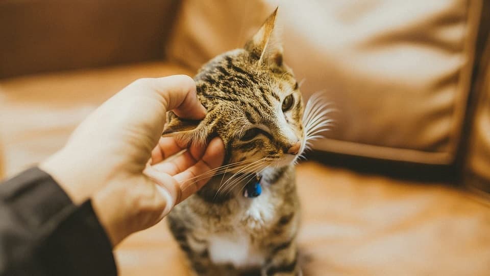 猫二匹のうち一匹が死んだときの残された猫の心のケア