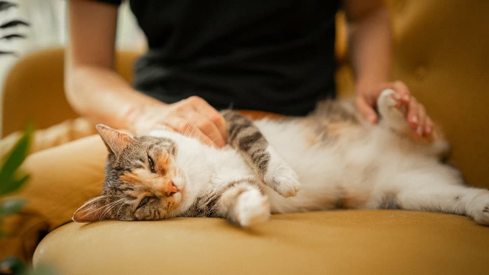 お腹触る際に猫が怒らないようにするための注意点