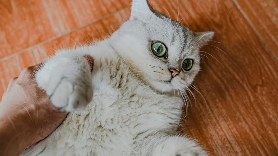お腹撫でるのを嫌がる猫と嫌がらない猫の違い