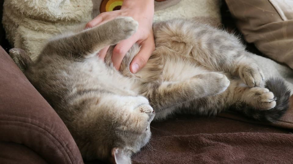 猫がお腹を撫でさせてくれる関係を築く秘訣