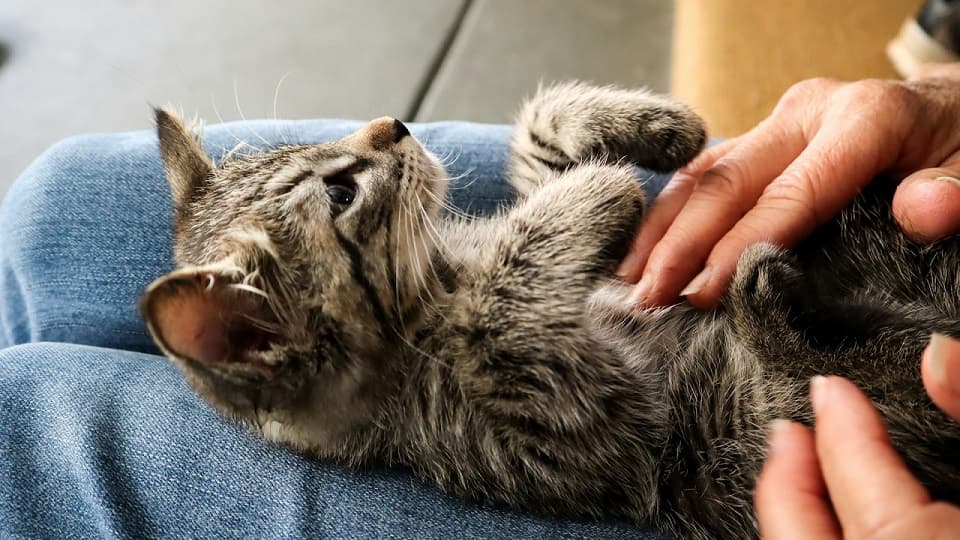 猫がお腹を撫でさせてくれるのはなぜ？その理由と心理