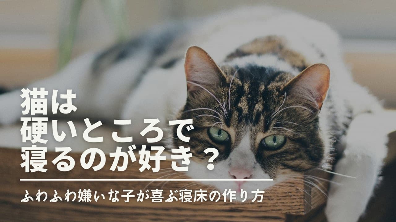 猫は硬いところで寝るのが好き？ふわふわ嫌いな子が喜ぶ寝床の作り方