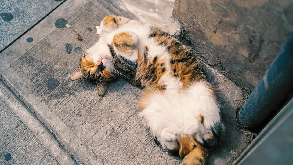 野良猫がお腹見せるときに考えられる背景