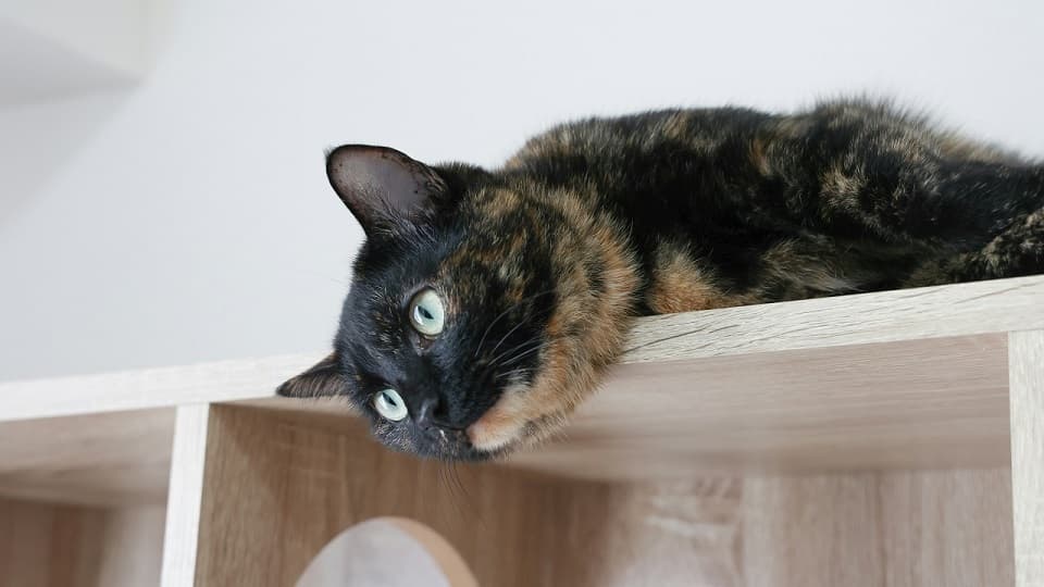 猫が硬いところで寝るのが好き!ふわふわなベッドが嫌いなのはなぜ?