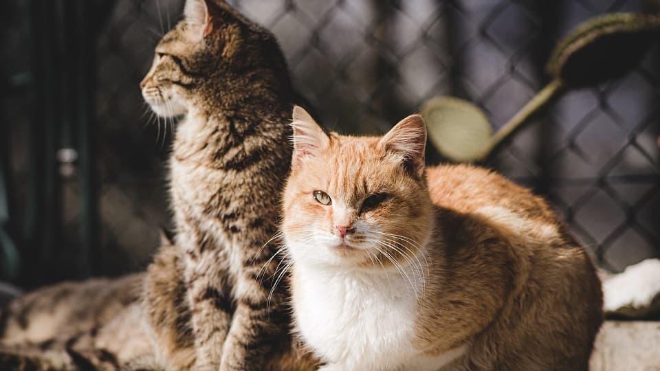 猫が一匹で暇そうは勘違い?一匹飼いと二匹飼いはどっちが幸せ?