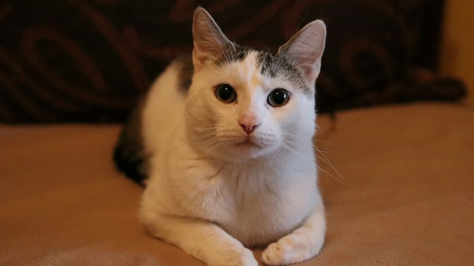 ç«ãé¢ãããšããããèŠãŠãè¡åã®æå³ã培åºè§£èª¬