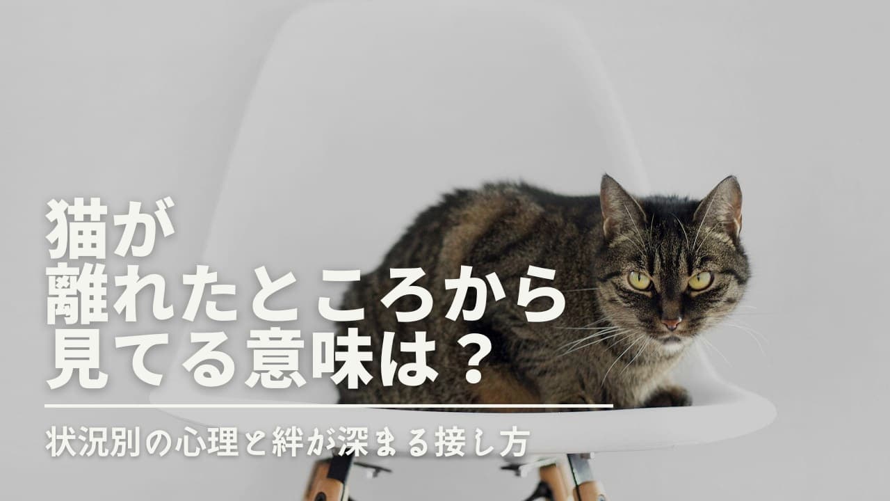 ç«ãé¢ãããšããããèŠãŠãæå³ã¯ïŒç¶æ³å¥ã®å¿çãšçµãæ·±ãŸãæ¥ãæ¹