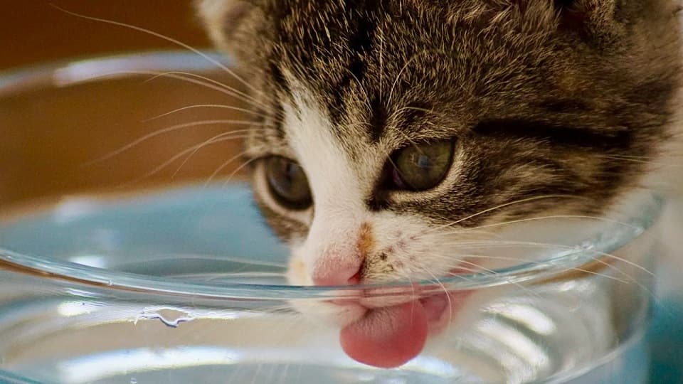 こぼすイライラから卒業!猫が水入れをひっくり返す時の対策
