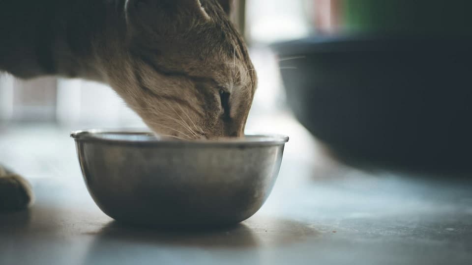 行動の裏側を探る!猫が水入れをひっくり返す理由と対策の基本