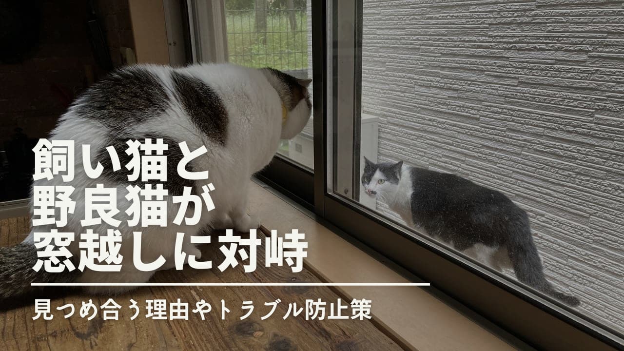 飼い猫と野良猫が窓越しに対峙！見つめ合う理由やトラブル防止策