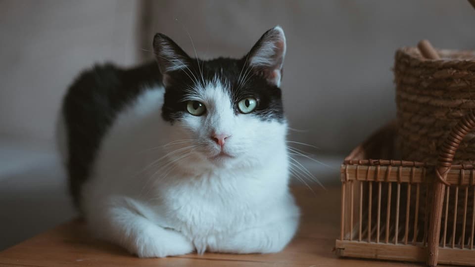 一部の猫がアログルーミングの輪に入れないのは？