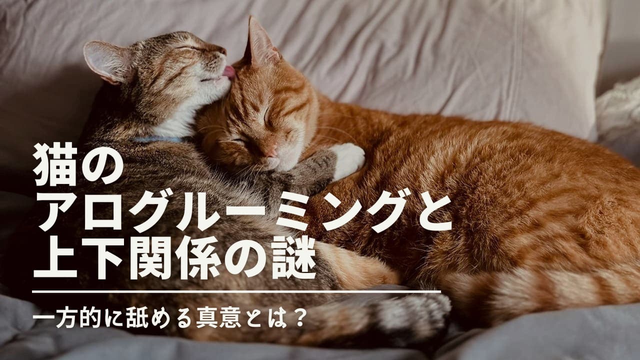 猫のアログルーミングと上下関係の謎｜一方的に舐める真意とは？