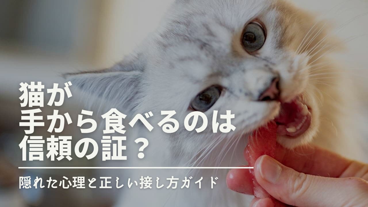 猫が手から食べるのは信頼の証？隠れた心理と正しい接し方ガイド