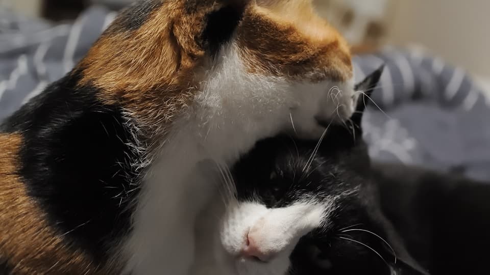 耳の中やおしりまで舐めるケースもある？